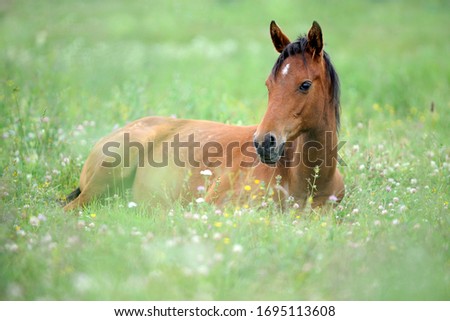 Cute little arabian horse is lying on grass