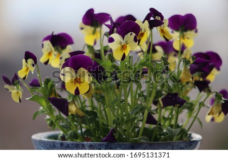 A closeup picture of beautiful  multicolored violets shot outdoor