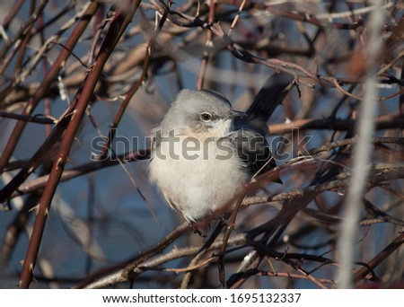 Northern mockingbird perched among thorns
