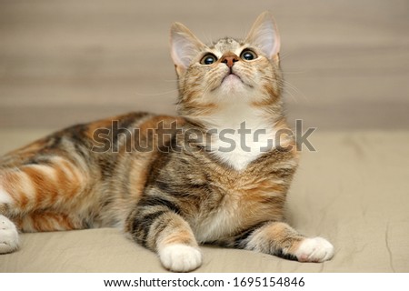 striped tricolor cat on a light background