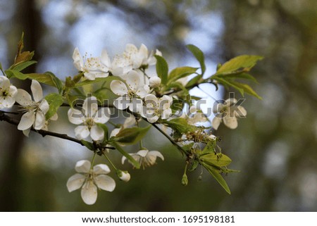 Cherry blossom in spring, selective focus. White sakura flowers on a branch in a garden, soft colors