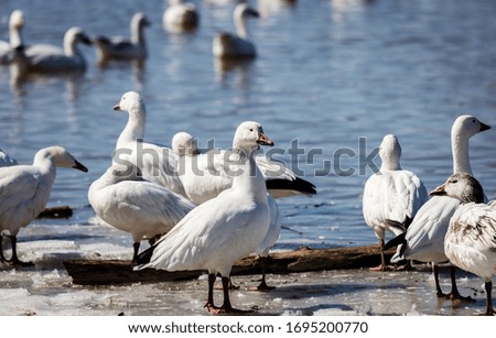 Snow geese gathering in Sainte-Martine for the migration north, near the Parish of Sainte-Martine, Quebec, Canada.