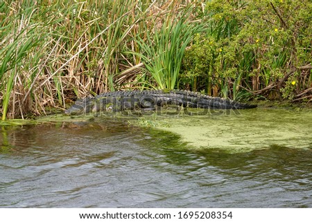 An alligator laying in a grassy Florida swamp sunning itself on a sunny day.