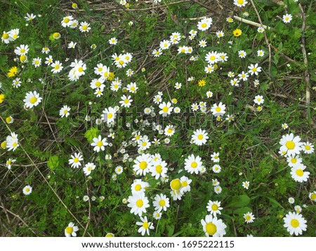 Chamomile white petals green grass