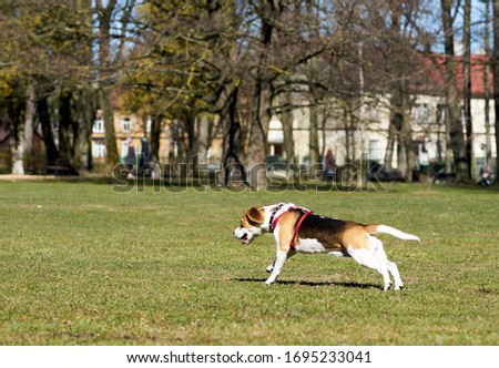 Show dog of breed of beagle on a natural green background Royalty-Free Stock Photo #1695233041