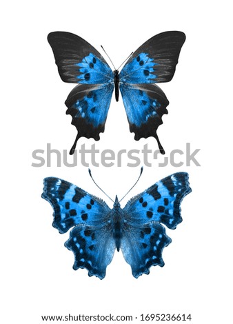 Two blue tropical butterflies isolated on a white background. moths for design