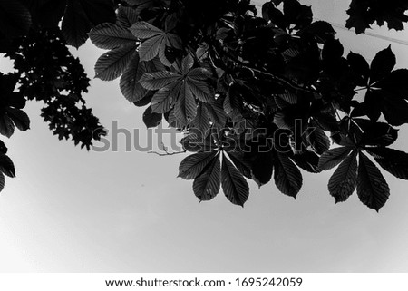 Black and white photo of crowns of trees against the sky