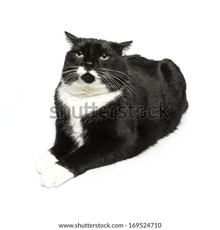 black cat laze domestic animal on white background