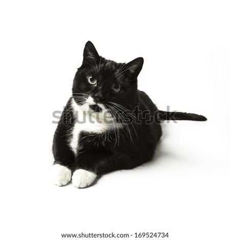 black cat laze and looking arrount domestic animal on white background