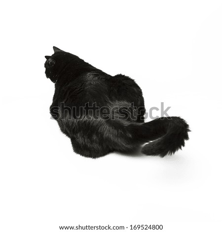black cat looking arrount from behind domestic animal on white background