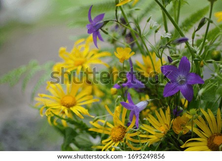 Delicate yellow meadow flowers in rustic decor background space for text