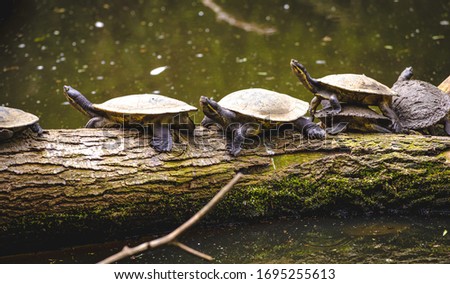 Turtles sunbathing out of the water