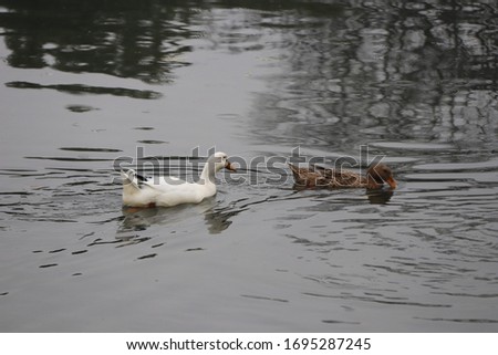 Birds and animals in wildlife,  duck swims in lake. Closeup perspective of funny duck