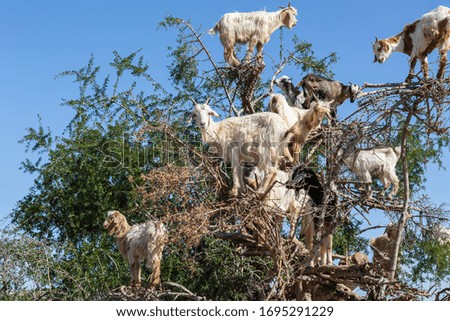 Goats on an argan tree on the way to Essaouira, Morocco