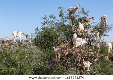 Goats on an argan tree on the way to Essaouira, Morocco