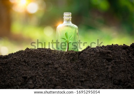 Young tree growing in glass bottle garbage on soil. Environment concept. Creative ideas of eco-friendly. Renewable energy. Environment sustainability.