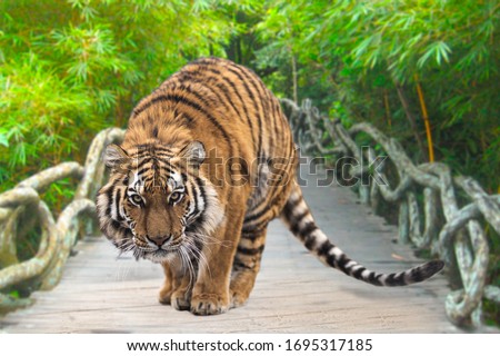 Beautiful photo of tiger. Tiger is preparing to jump  and ready to attack on the bridge. Green background. 