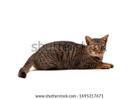 Portrait of young cat looking to camera on white background