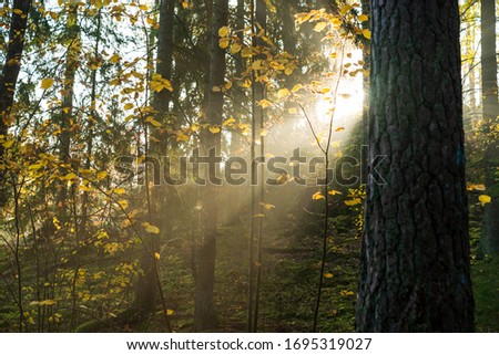 Sunbeams breaking through the trees of the dense forest in Upplands Väsby 
 near Stockholm, Sweden.