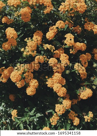 Bush of orange flowers and green leaves. Floral background or texture. Vertical photo. Royalty-Free Stock Photo #1695341158