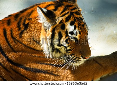 picture of a tiger resting