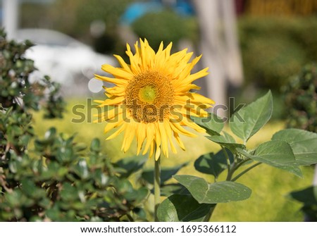 Field of Sunflowers  in  garden