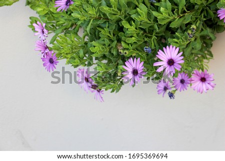 light purple flowers with a dark center with a large number of petals descend from above like creepers against a blurry beige plain color