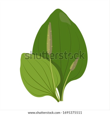 Great plantain, plantago major medicinal plant. Vector illustration. Royalty-Free Stock Photo #1695375511