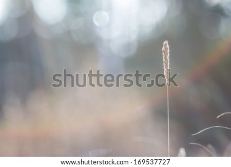 Grass with sun flare