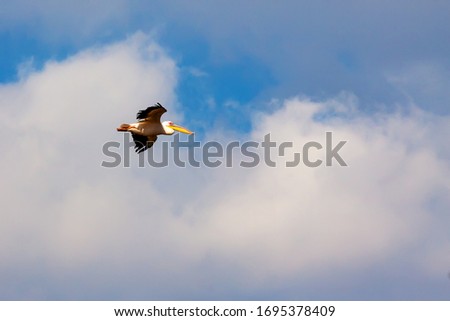 A Great White Pelican in flight against clear, blue sky