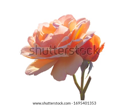 Big beautiful bloom peach single rose and rose bud on the branch isolated on white background.
