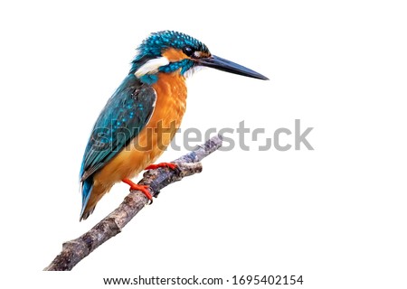 Image of common kingfisher (Alcedo atthis) perched on a branch isolated on white background. Bird. Animals. Royalty-Free Stock Photo #1695402154