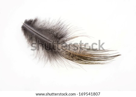 A YeShanJi feather isolated on a white background 
