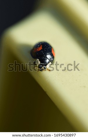 closeup of a black en red ladybug