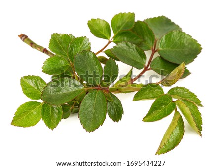 Small twig of rose with young green leaves and thorns, isolated on white background