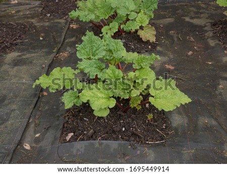 Home Grown Organic Spring Rhubarb Plant (Rheum x hybridum 'Champagne') Surrounded by Weed Suppressant Fabric in a Vegetable Garden in Rural Devon, England, UK Royalty-Free Stock Photo #1695449914