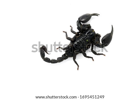 The dark scorpion is "Heterometrus Iaoticus" species on white background, can found throughout all regions of Thailand.