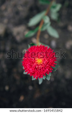 red chrysanthemum on the field