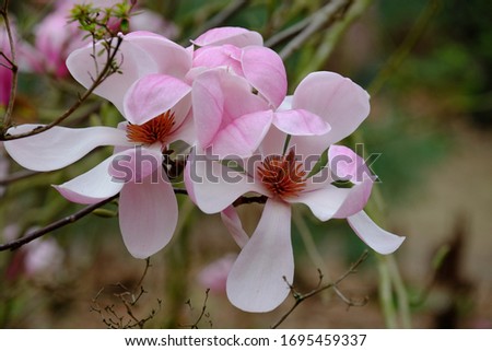 "Magnolia denudata" in flower in the "Parc Floral" of Paris. Scientifical name in latin is Magoliaceae.
