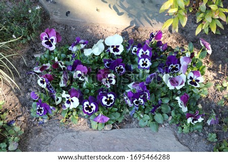 Horning violettes on a grave in the cemetery  