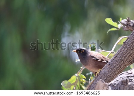 A Common Myna Bird Is Sitting On The Tree