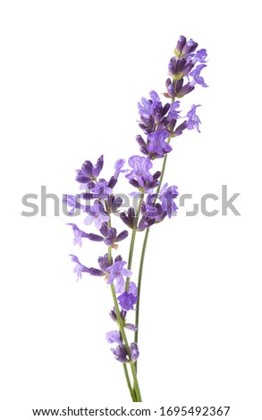 Three sprigs  of Lavender isolated on white background. Lavandula Angustifolia ( English Lavender) Royalty-Free Stock Photo #1695492367