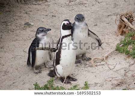 Endangered Jackass Penguin, cape penguin, penguin of south Africa waddle along the beach.