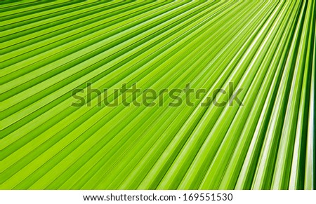 Lines abstract image of Green Palm leaves