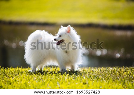 American Eskimo White Dog Photography Royalty-Free Stock Photo #1695527428
