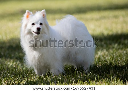 American Eskimo White Dog Photography Royalty-Free Stock Photo #1695527431