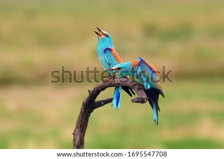 The European roller (Coracias garrulus) flowing pair on branch with green field in background.