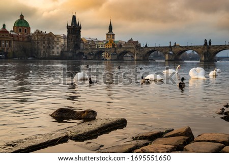 Muskrat and swans on the banks of the Vltava in front of the Charles Bridge (Karlův most), 31.3.2020, Prague
