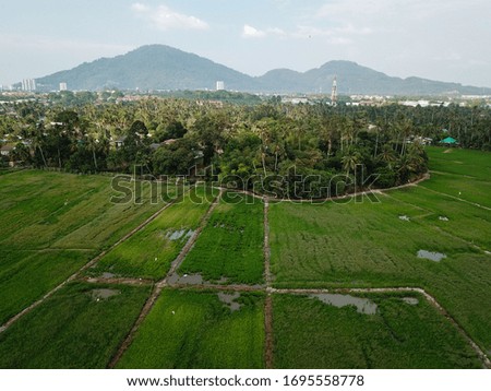 Drone view green paddy field.