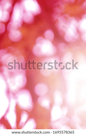 Red light leaves blurred and blur natural abstract. Effect sunlight  soft bright shiny style  bokeh circle yellow and orange blurry morning . For wallpaper backdrop and background.
